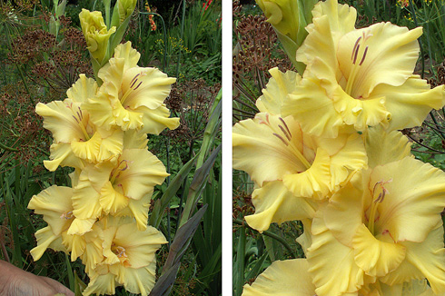 Гладиолусы (Gladiolus)