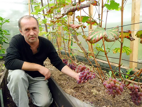 Как вырастить виноград в своем саду? Раскрываем все секреты