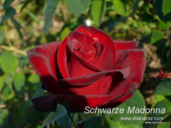 Schwarze Madonna
