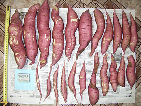 Урожай батата с одного куста, вес — 3,5 кг
